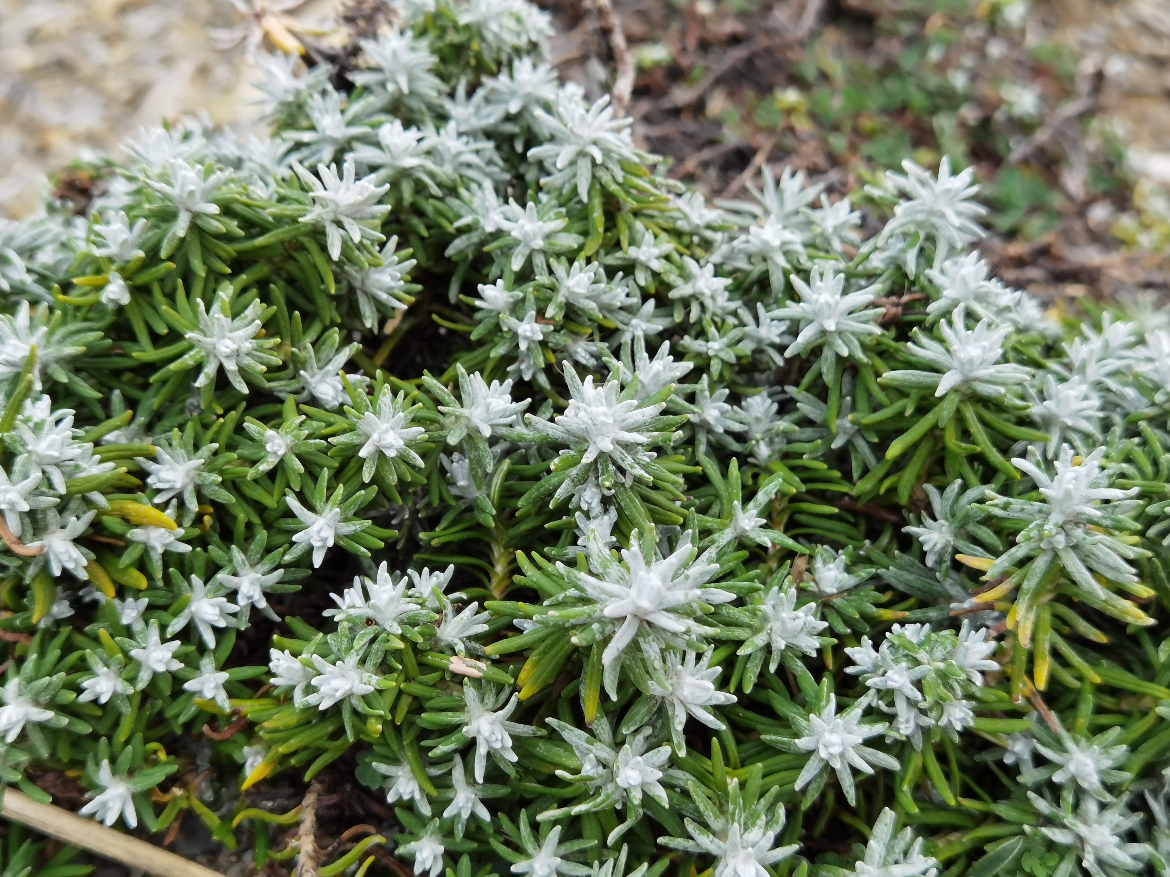 Helichrysum stoechas photo